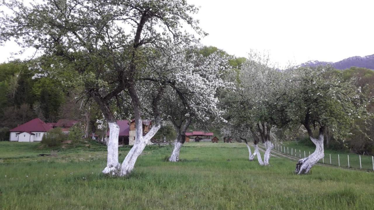 Camp &Apartmens Scepanovic Mojkovac Esterno foto